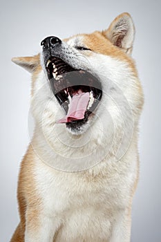 Funny Akita-inu dog yawns photo