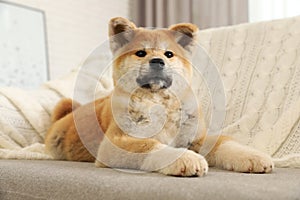 Funny akita inu puppy on sofa