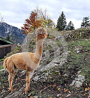 Funny alpaca