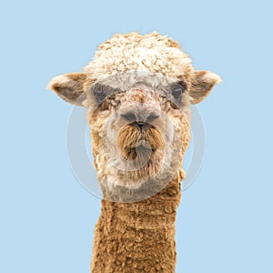 Funny alpaca on blue background