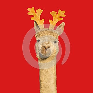 Funny alpaca with christmas reindeer antlers isolated on red background