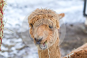 A funny alpaca close-up eating grass and chewing. Beautiful llama farm animal at petting zoo