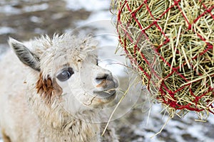 Funny alpaca eating hay. Beautiful llama farm animal at petting zoo