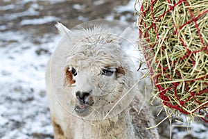 Funny alpaca eating hay. Beautiful llama farm animal at petting zoo