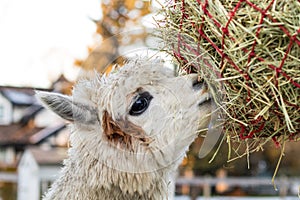 Funny alpaca eating hay. Beautiful llama farm animal at petting zoo