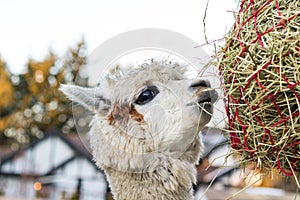 Funny alpaca eating hay. Beautiful llama farm animal at petting zoo