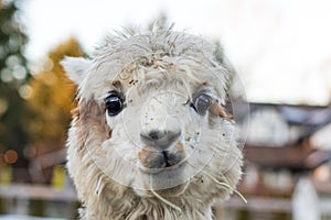 Funny alpaca eating hay. Beautiful llama farm animal at petting zoo