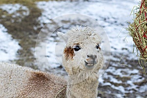 Funny alpaca eating hay. Beautiful llama farm animal at petting zoo