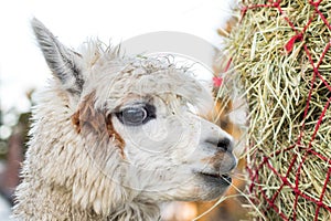 Funny alpaca eating hay. Beautiful llama farm animal at petting zoo