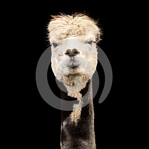 Funny alpaca isolated on black background
