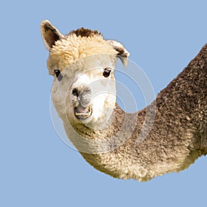 Funny alpaca llama isolated on blue background