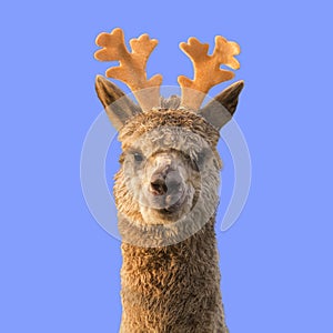 Funny alpaca llama with reindeer horns on blue Christmas background