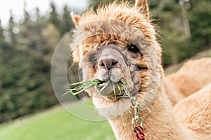 Funny alpaca with mouth full of grass