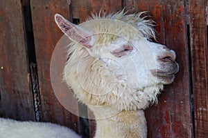 Funny alpaca smile and teeth; white llama close-up