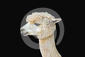 Funny alpaca smile and teeth; white llama close-up Isolate on black background