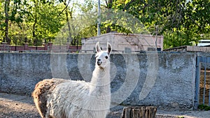 Funny alpaca in the zoo