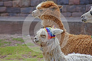 Funny Alpaka Lamas in Cusco