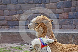 Funny Alpaka Lamas in Cusco