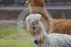 Funny Alpaka Lamas in Cusco