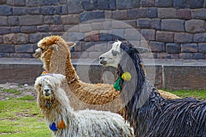 Funny Alpaka Lamas in Cusco
