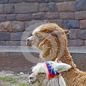 Funny Alpaka Lamas in Cusco