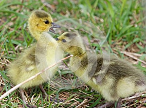 Funny amazement of the chick on the first kiss