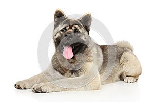 Funny American Akita on a white background