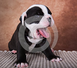 Funny American Bullies puppy is smiling on brown background