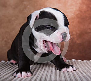 Funny American Bullies puppy is smiling on brown background