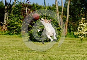 Funny American football player intercepts touchdown pass in high jump