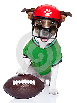 Funny american football rugby dog