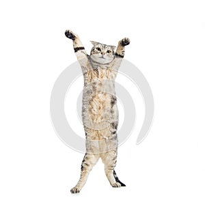 Funny american short hair cat are standing and dancing