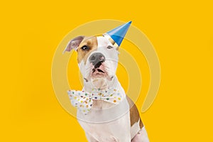 Funny American Staffordshire dog celebrating birthday, new year  or carnival. Isolated on yellow backgorund