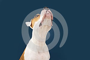 Funny American Staffordshire dog looking up begging food.  on blue background