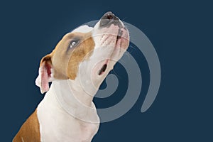 Funny American Staffordshire dog looking up begging food. Isolated on dark blue background