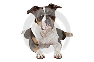 Funny american staffordshire terrier