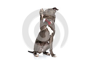 Funny american staffordshire terrier dog with red bowtie