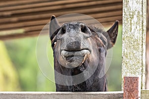 Funny angle of the horse\'s face