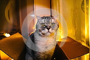 Funny angry cat sits in a cardboard box on the window, evening atmosphere in the house