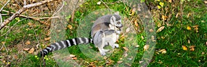 Funny animal behavior, a ring tailed lemur licking a tree with his tongue, endangered tropical monkey from madagascar