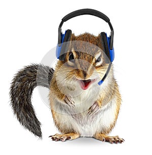 Funny animal call center operator, chipmunk with phone headset