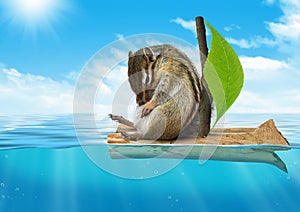 Funny animal, chipmunk floating at sea, voyage concept