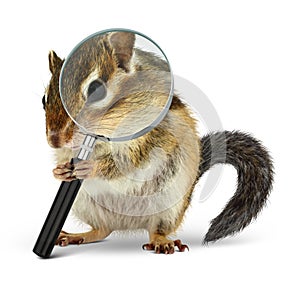 Funny animal chipmunk searching with loupe, on white