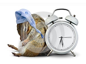 Funny animal chipmunk sleep with clock blank and sleeping hat