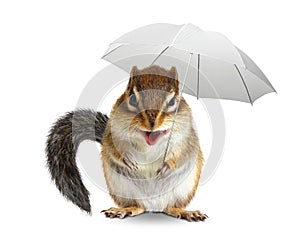Funny animal chipmunk with umbrella, weather concept