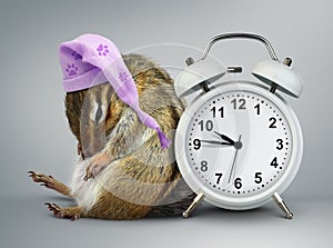 Funny animal chipmunk wakeup with clock and sleeping hat photo