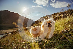 Funny animal dog pekingese mountains