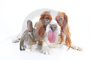 Funny animal dog photo. Funniest animals pets dogs. Rabbit bunny lop and puppy together. Animal friends, real friendship.