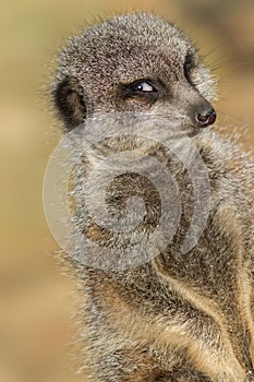 Funny animal meme image of photogenic meerkat smiling for camera photo