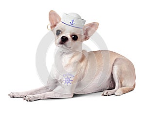 Funny animal sailor, dog with and mariner hat photo
